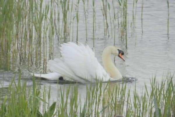 A dominant male Mute Swan at RSPB Minsmere Reserve