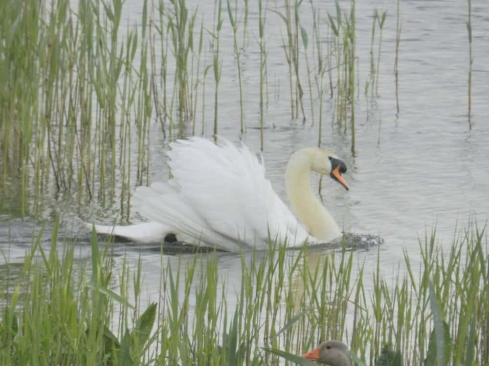 A dominant male Mute Swan at RSPB Minsmere Reserve