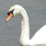 Mute Swan on the River Orwell