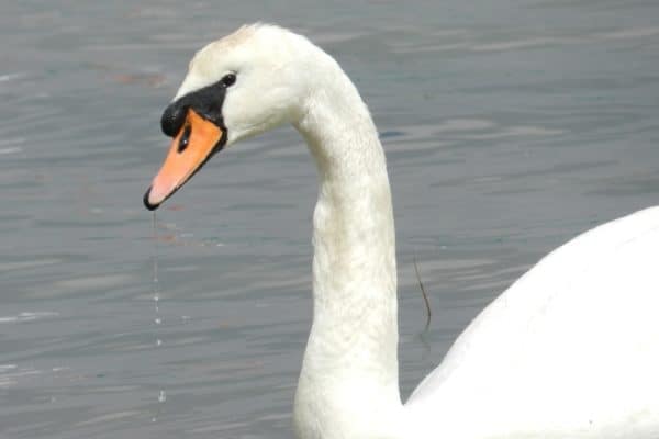 Mute Swan on the River Orwell