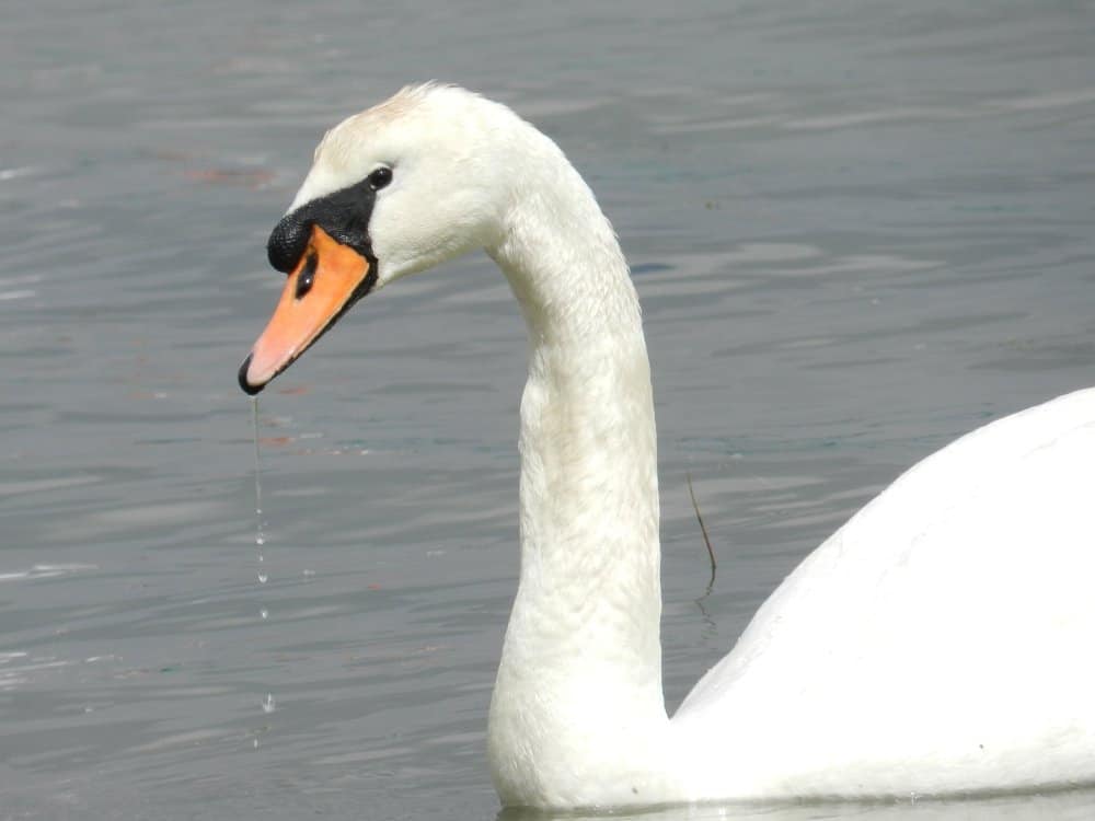 Mute Swan on the River Orwell