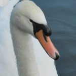 Mute Swan in a London Park