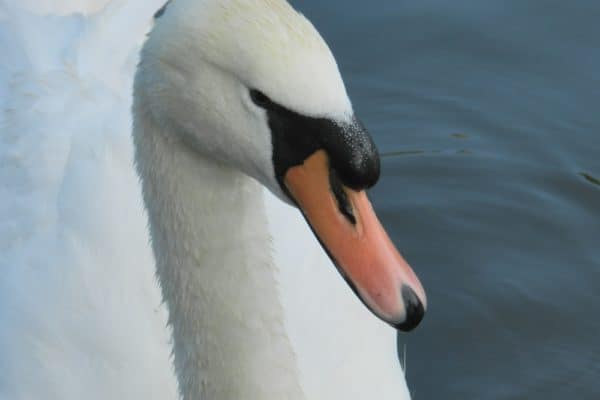 Mute Swan in a London Park