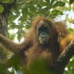 Tapanuli orangutan