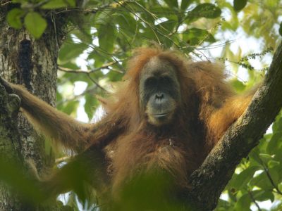 Tapanuli Orangutan Picture