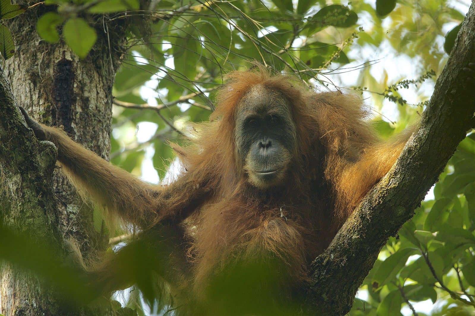 Tapanuli Orang-utan Animal Facts | Pongo tapanuliensis ...