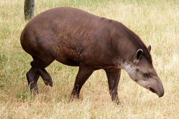 Tapir Animal Facts | AZ Animals