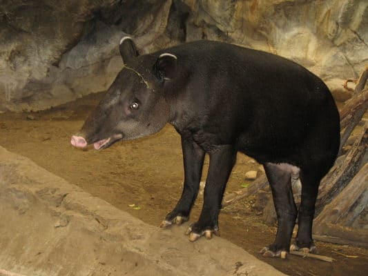 Tapir - A-Z Animals