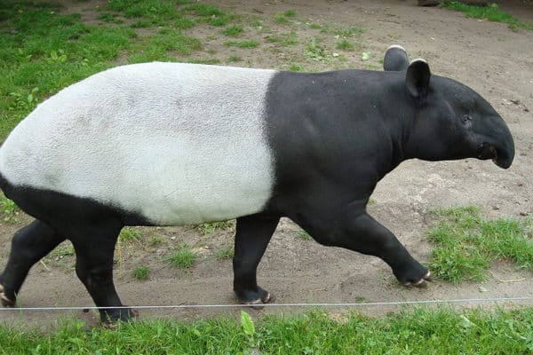 Tapir (Tapirus) | AZAnimals.com