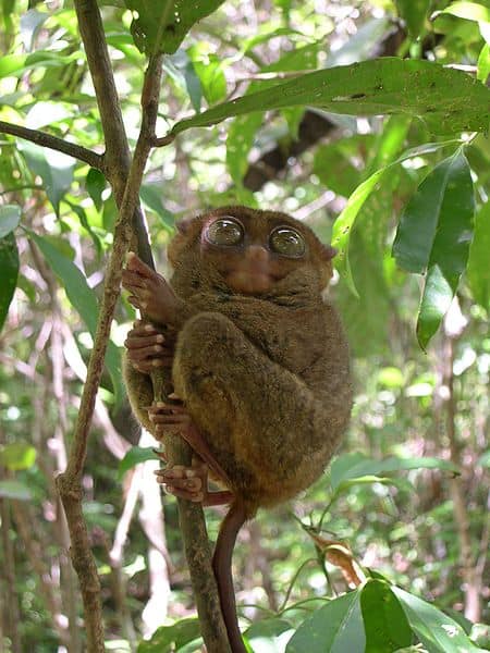 spectral tarsier