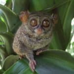 Tarsier