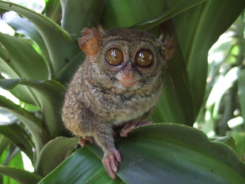 tarsier eating snake