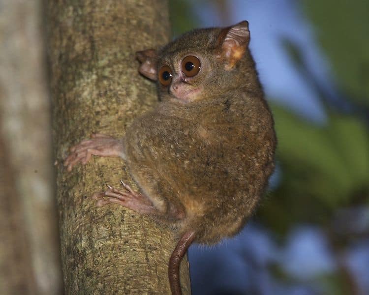 tarsier baby