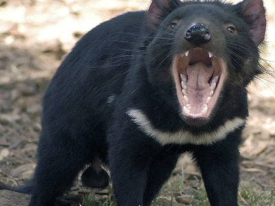 A Tasmanian Devil Quiz: What Do You Know?