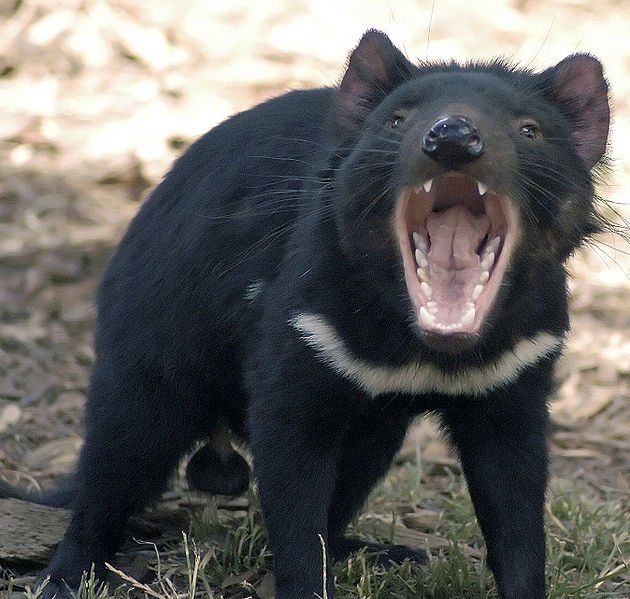 Tasmanian Devil with open mouth