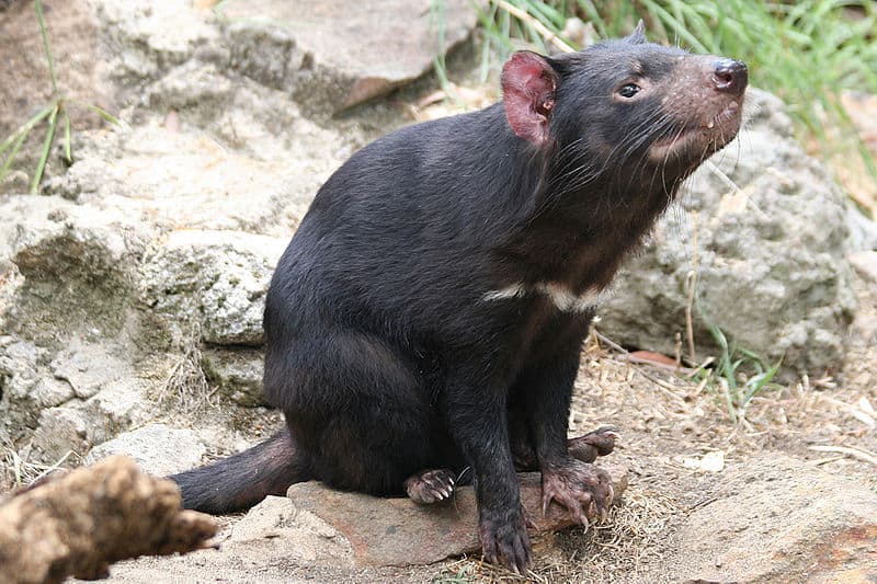 Tasmanian Devil Animal Facts | Sarcophilus harrisii - AZ Animals