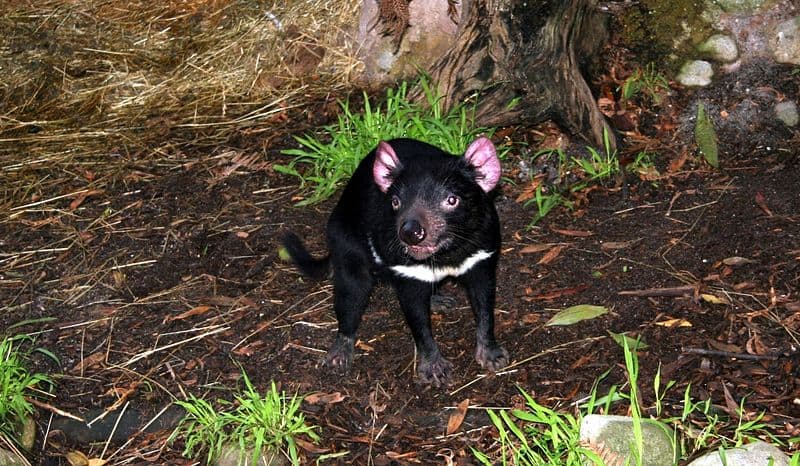 File:Tasmanian Devil Eating.jpg - Wikipedia