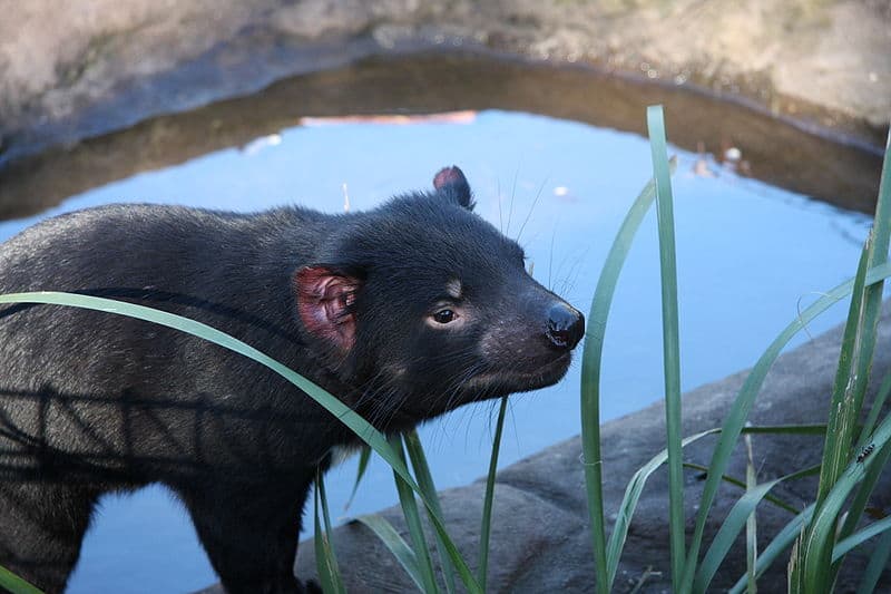 Tasmanian Devil at water hole