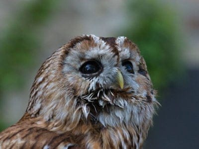Tawny Owl Picture