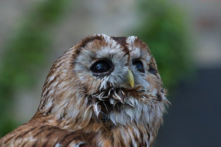 Tawny Owl closeup