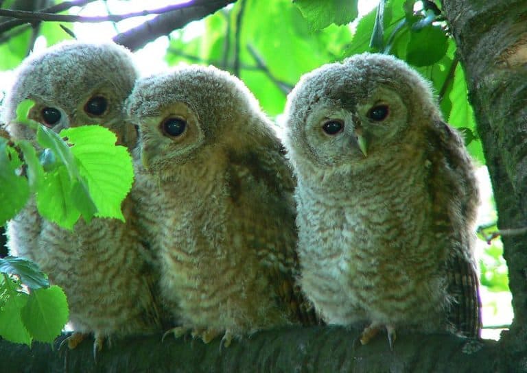 Three tawny owls sitting on branch