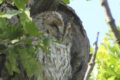 do tawny owls hibernate