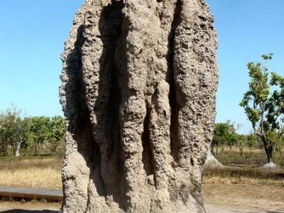 Termite Picture