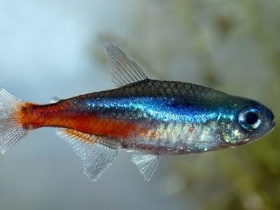 A Tetra