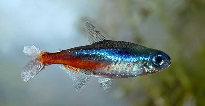 Tetra Fish Facts  Paracheirodon Axelrodi - A-Z Animals