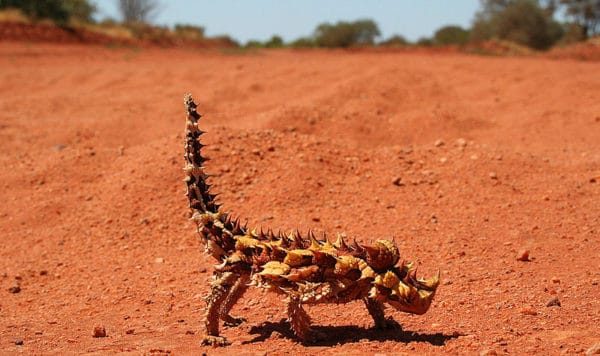 10 Fascinating Facts About Thorny Devils - A-Z Animals