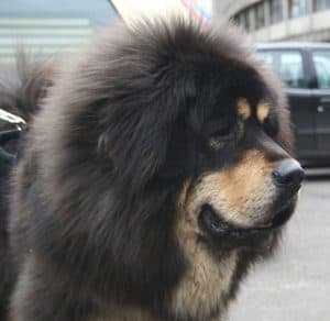 Caucasian Shepherd Vs Tibetan Mastiff: Are They Different? Picture