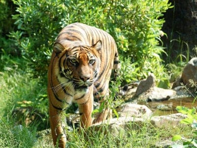 A Panthera Tigris