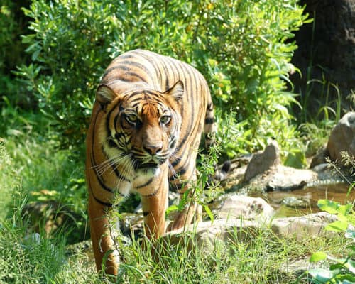 Discover the Most Dangerous Tiger Ever to Stalk the Earth, With Over ...