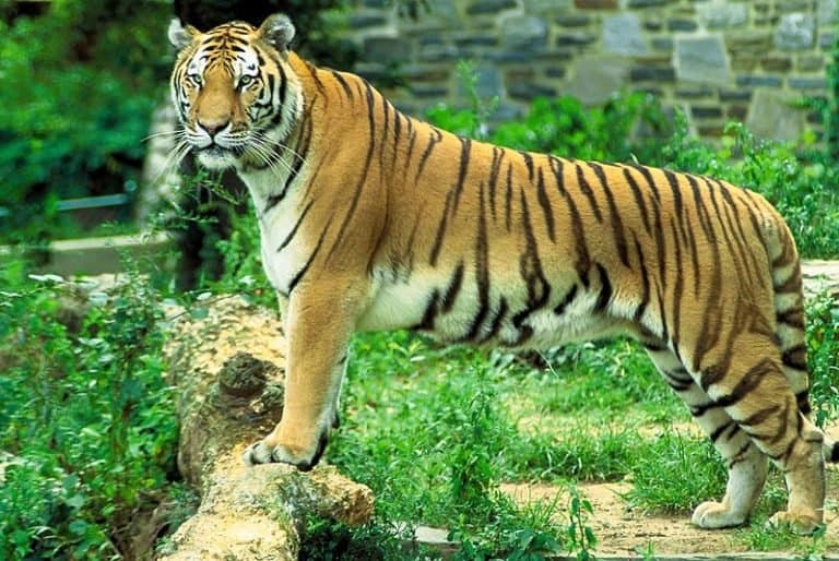 Tiger standing, side view