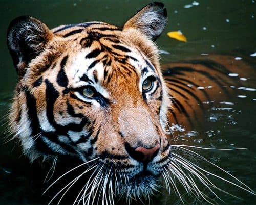 Tiger Pictures - AZ Animals