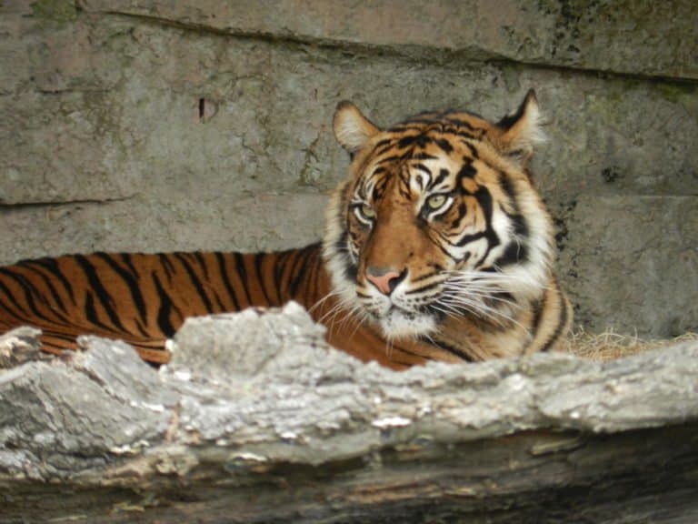 Tiger at Barcelona Zoo