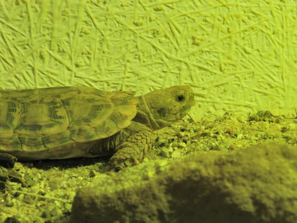 The lifespan of a Tortoise: How Long Do Tortoises Live? - AZ Animals