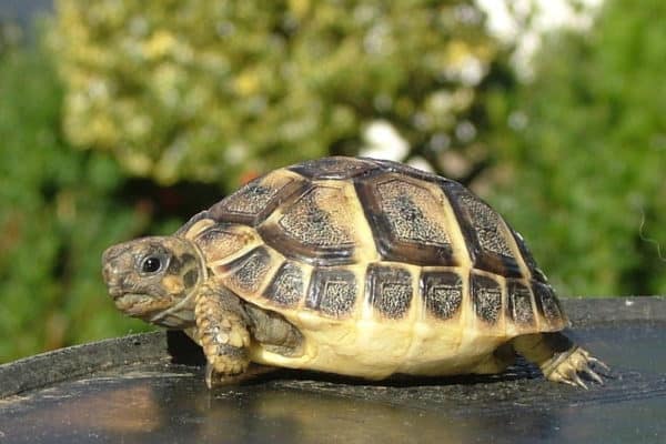 Tortoise (Geochelone Elegans) | AZAnimals.com