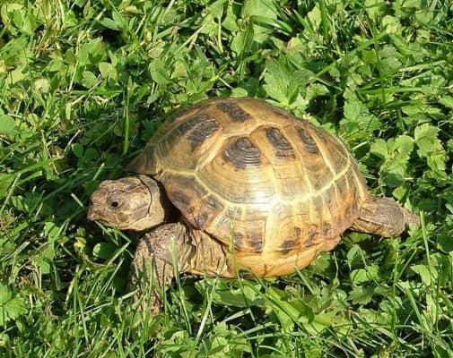 Tortoise - A-Z Animals