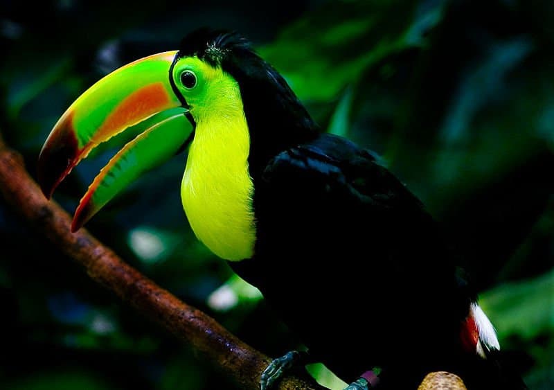 Toucan vs Parrot