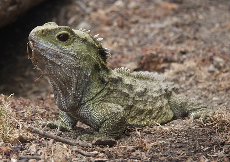 Tuatara on ground