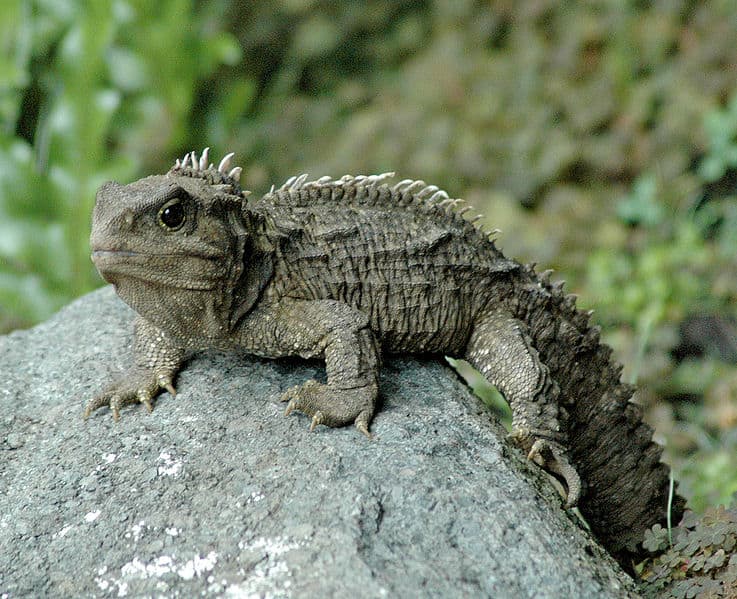 Tuatara on a rock