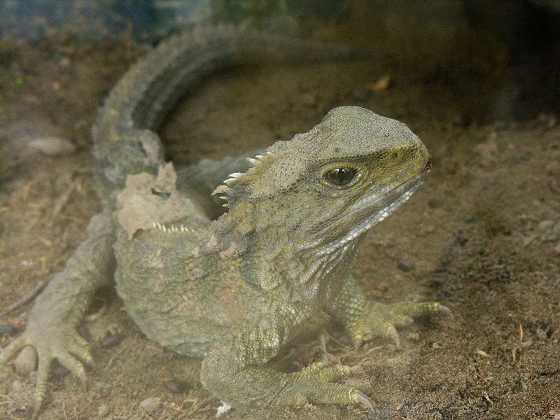 tuatara (Sphenodon punctatus) tuatara up close