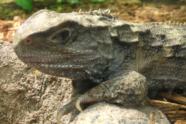 Tuatara Animal Facts | Sphenodon Punctatus | AZ Animals