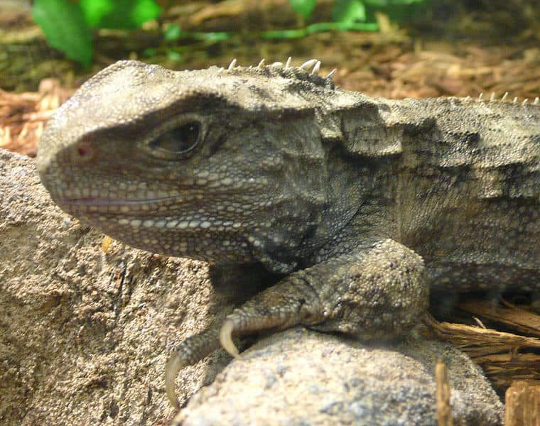 Tuatara on a rock