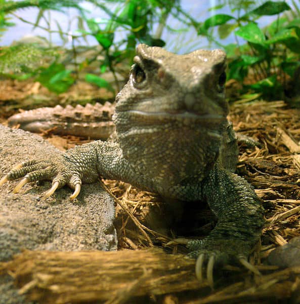 Tuatara on a rock