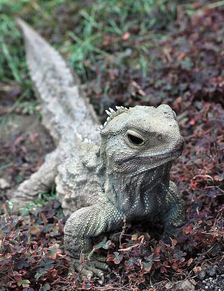 Tuatara in leaves