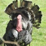 Turkey at Jimmys Farm