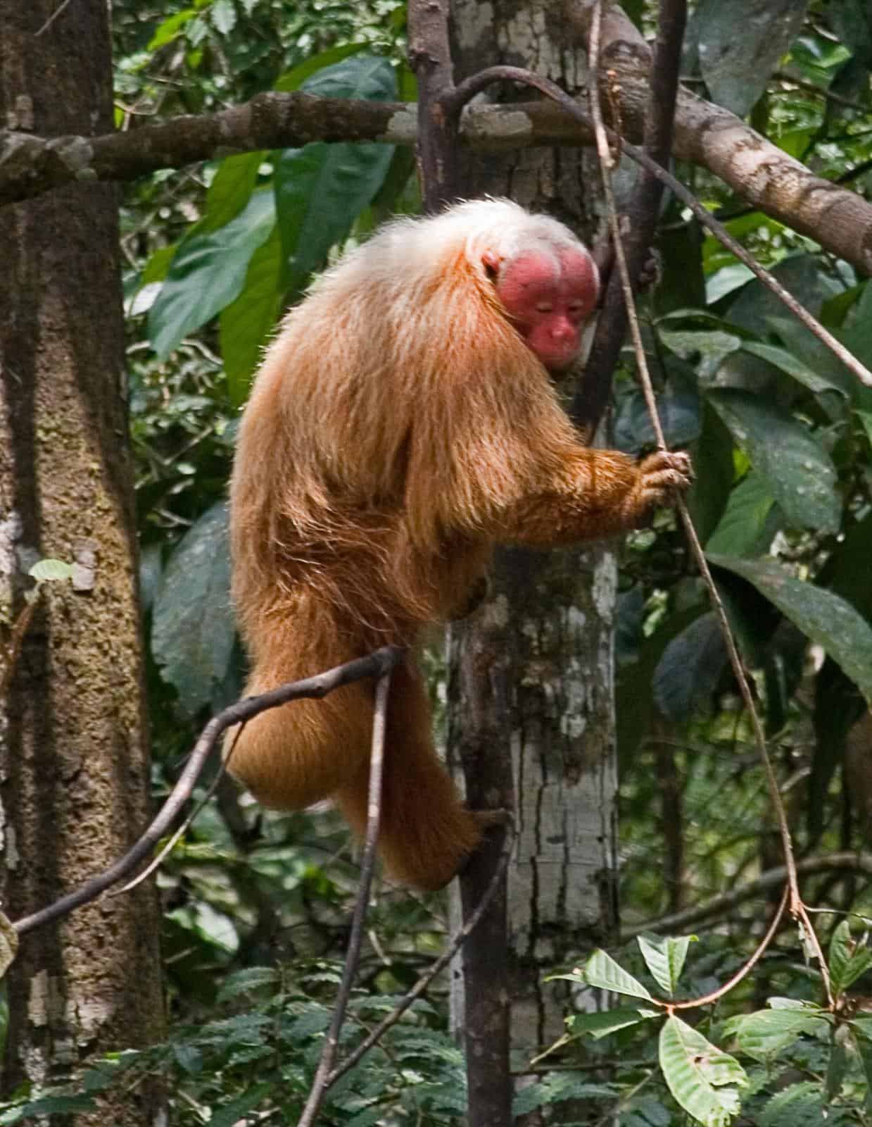 Baby Uakari Monkey