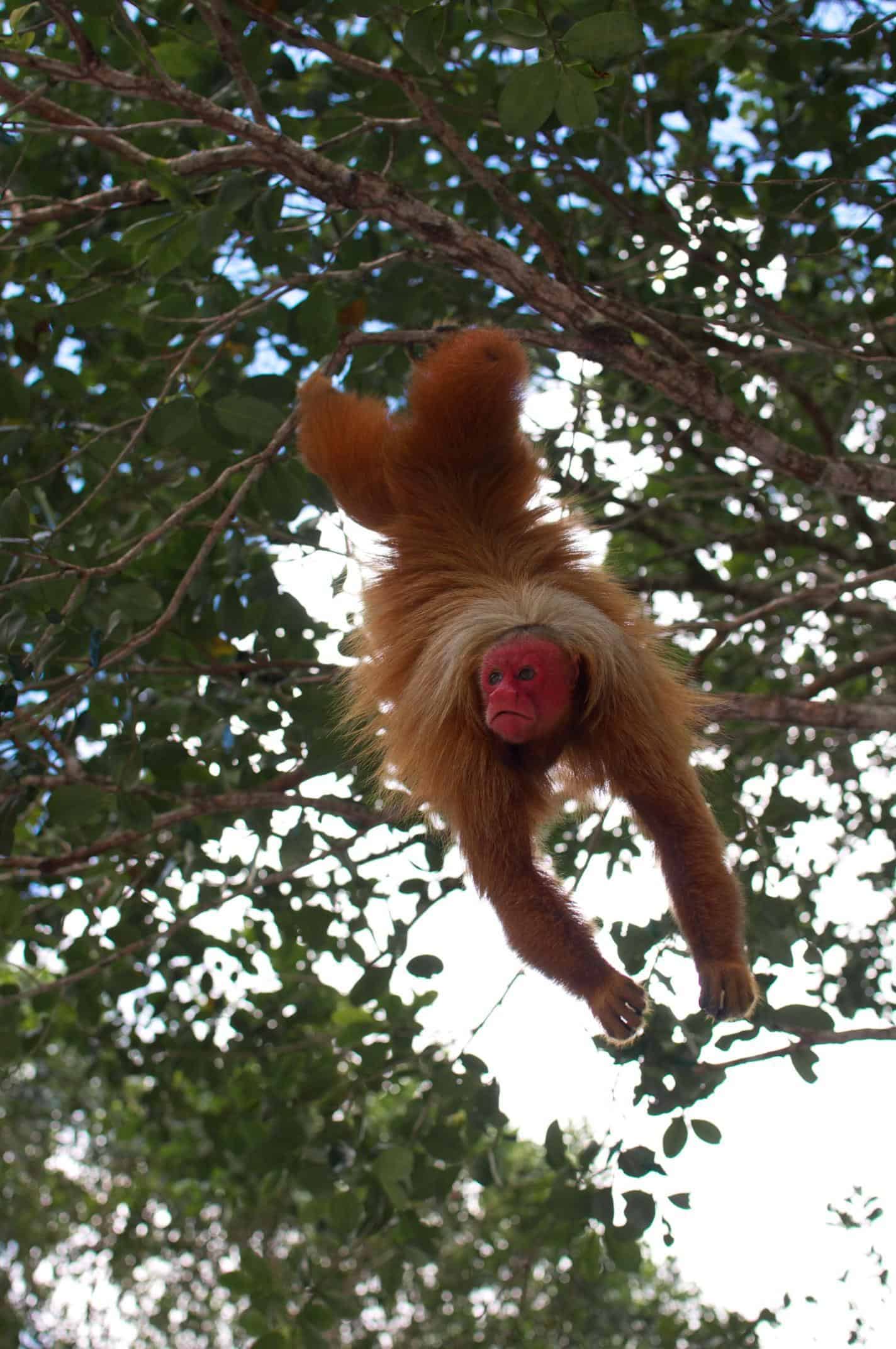 Uakari Animal Pictures | A-Z Animals